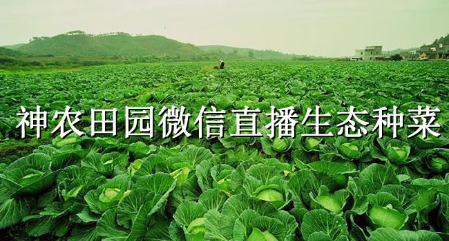 “農”也會玩，三位88后“神農”微信直播種菜（珠海網訊互聯網站建設網配圖）